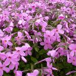 Kruipphlox - Phlox stolonifera 'Home Fires'