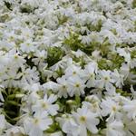 Phlox subulata 'Calvides White' - Kruipphlox