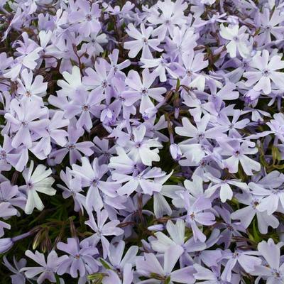 Phlox subulata 'Emerald Cushion Blue' - Kruipphlox