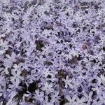 Phlox subulata 'G.F. Wilson' - Kruipphlox