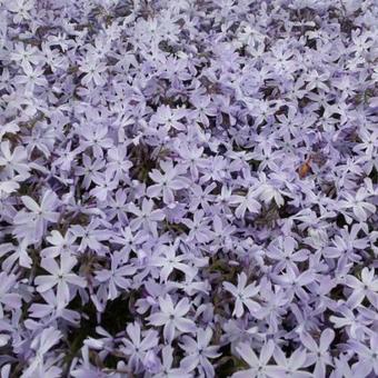 Phlox subulata 'G.F. Wilson'