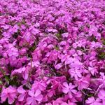 Phlox subulata 'McDaniel's Cushion' - Kruipphlox