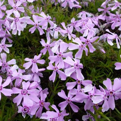 Kruipphlox - Phlox subulata 'Moerheimii' 