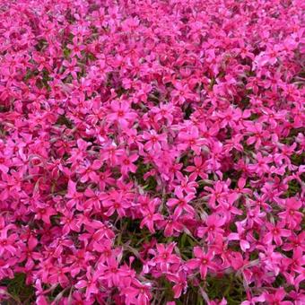 Phlox subulata 'Scarlet Flame'