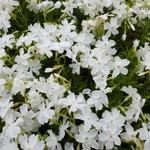 Phlox subulata 'White Delight' - Kruipphlox