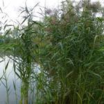 Riet - Phragmites australis