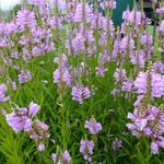 Physostegia virginiana 'Bouquet Rose' - Scharnierbloem - Physostegia virginiana 'Bouquet Rose'