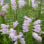 Physostegia virginiana 'Galadriel' - Scharnierbloem