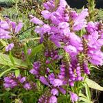 Physostegia virginiana 'Red Beauty' - Scharnierbloem