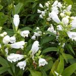 Physostegia virginiana 'Summer Snow' - Scharnierbloem - Physostegia virginiana 'Summer Snow'