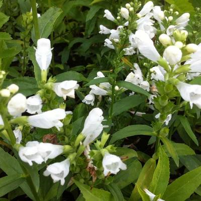 Physostegia virginiana 'Summer Snow' - Scharnierbloem