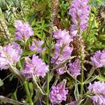 Physostegia virginiana 'Variegata' - Bonte scharnierplant