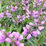 Physostegia virginiana 'Vivid' - Scharnierbloem - Physostegia virginiana 'Vivid'