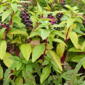 Phytolacca americana