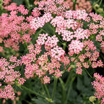 Pimpinella major 'Rosea' - Grote bevernel - Pimpinella major 'Rosea'