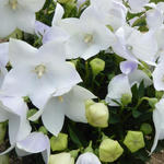 Platycodon grandiflorus 'FUJI White' - Ballonplant - Platycodon grandiflorus 'FUJI White'