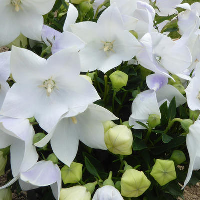 Platycodon grandiflorus 'FUJI White' - Ballonplant