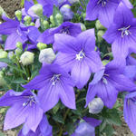 Platycodon grandiflorus 'Mariesii' - Ballonplant