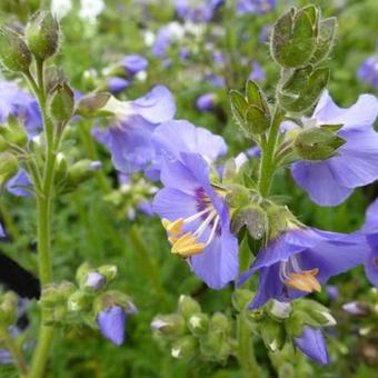 Polemonium caeruleum