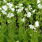 Polemonium caeruleum 'Album' - Jacobsladder