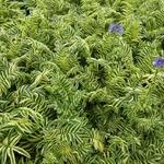 Polemonium caeruleum 'Brise d'Anjou' - Jacobsladder