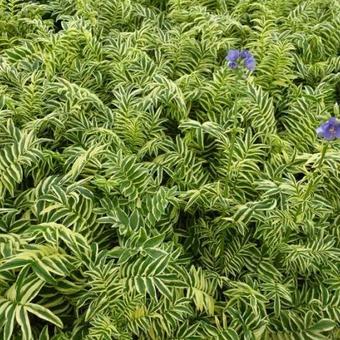 Polemonium caeruleum 'Brise d'Anjou'