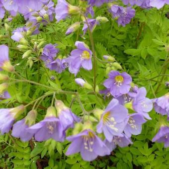 Polemonium caeruleum 'Lambrook Mauve'