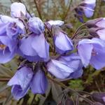 Polemonium yezoense 'Heaven Scent' - Jacobsladder - Polemonium yezoense 'Heaven Scent'