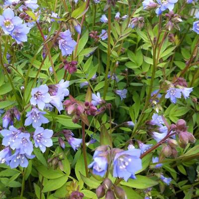 Polemonium reptans 'Blue Pearl' - Jacobsladder, Griekse valeriaan