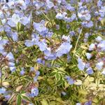 Polemonium reptans 'Stairway to Heaven' - Jacobsladder