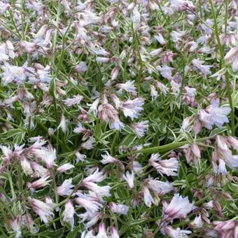 Polemonium reptans 'Touch of Class'