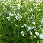 Polemonium yezoense var. hidakanum 'Halfway to Paradise' - Jacobsladder