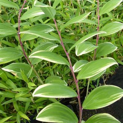 Polygonatum falcatum 'Variegatum' - Salomonszegel