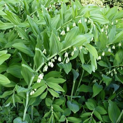 Polygonatum multiflorum  - Gewone salomonszegel