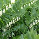 Polygonatum odoratum - Welriekende salomonszegel