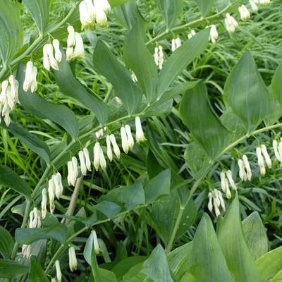 Polygonatum odoratum - Welriekende salomonszegel