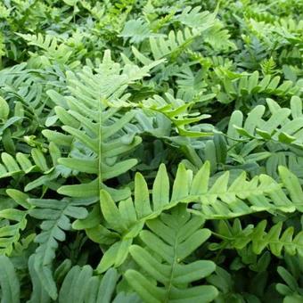 Polypodium vulgare