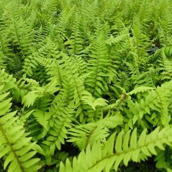 Polystichum munitum