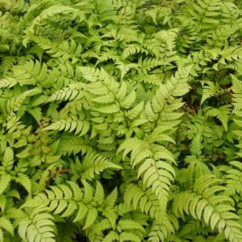 Polystichum rigens