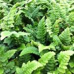 Polystichum setiferum 'Congestum' - Zachte naaldvaren, dwergnaaldvaren - Polystichum setiferum 'Congestum'