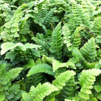 Polystichum setiferum 'Congestum'