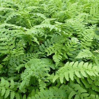 Polystichum setiferum 'Dahlem'