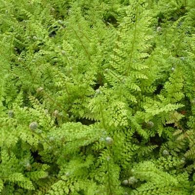 Polystichum setiferum 'Herrenhausen' - Zachte naaldvaren