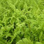 Polystichum setiferum 'Plumoso-densum' - Zachte naaldvaren