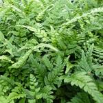 Polystichum tsussimense  - Koreaanse rotsvaren