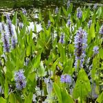 Pontederia cordata - Moerashyacint, snoekkruid