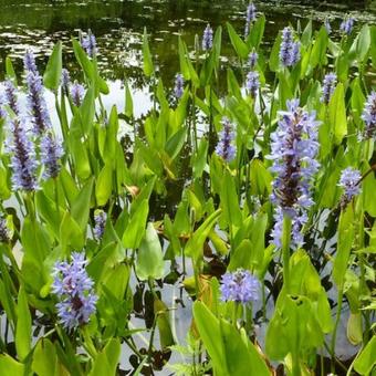 Pontederia cordata