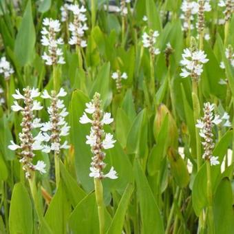 Pontederia cordata 'White Pike'