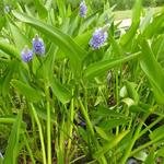 Pontederia lanceolata - Reuze snoekkruid