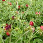 Donkerrode ganzerik - Potentilla atrosanguinea